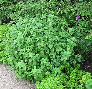 Foto van de desbetreffende plant